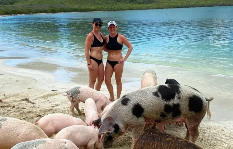 pigs